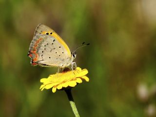 Doulu Esmergz (Plebejus carmon)