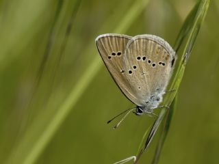 Mazarin Mavisi (Polyommatus semiargus)