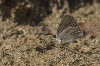 Minik Kupid (Cupido minimus)