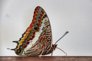 ift Kuyruklu Paa (Charaxes jasius )