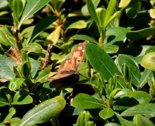 itlembik Kelebei (Libythea celtis)