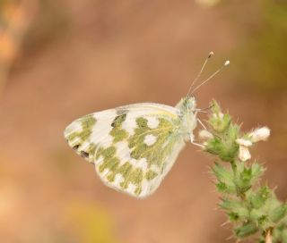 Yeni Beneklimelek (Pontia edusa)