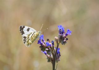 Yeni Beneklimelek (Pontia edusa)