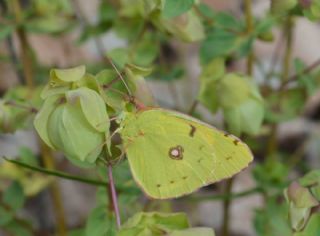 Sar Azamet (Colias croceus)
