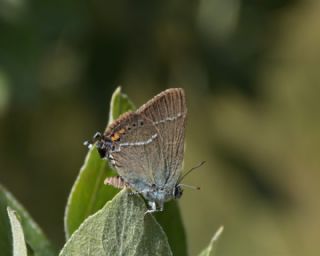 Gzel Sevbeni (Satyrium spini)