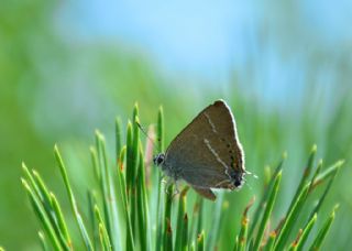 Gzel Sevbeni (Satyrium spini)