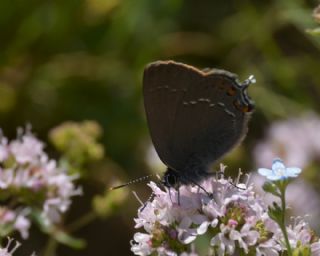 Byk Sevbeni (Satyrium ilicis)