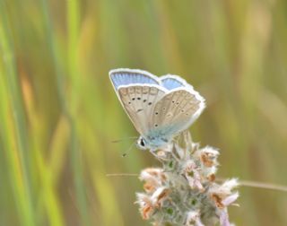 okgzl Dafnis (Polyommatus daphnis)