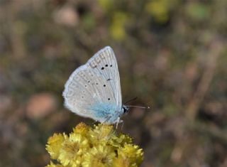 okgzl Dafnis (Polyommatus daphnis)