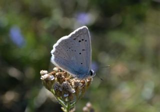 okgzl Dafnis (Polyommatus daphnis)