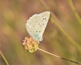 okgzl Dafnis (Polyommatus daphnis)