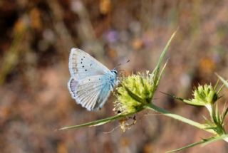 okgzl Dafnis (Polyommatus daphnis)