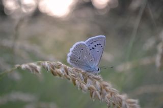 okgzl Dafnis (Polyommatus daphnis)