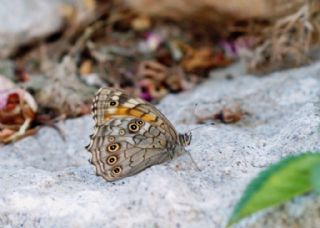 Aa Esmeri (Kirinia roxelana)