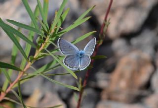 Himalaya Mavisi (Pseudophilotes vicrama)