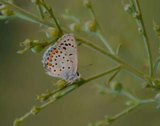 Himalaya Mavisi&nbsp;(Pseudophilotes&nbsp;vicrama)