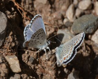 Himalaya Mavisi (Pseudophilotes vicrama)