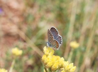 Himalaya Mavisi (Pseudophilotes vicrama)