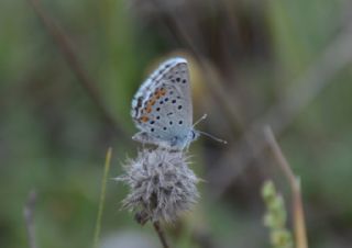 Himalaya Mavisi (Pseudophilotes vicrama)