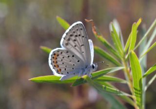 Himalaya Mavisi (Pseudophilotes vicrama)