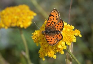 Kafkasyal parhan (Melitaea interrupta)