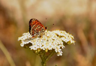 Gzel parhan (Melitaea trivia)