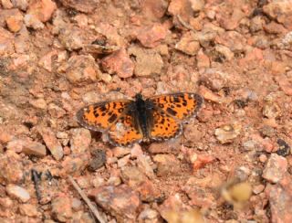 Gzel parhan (Melitaea trivia)