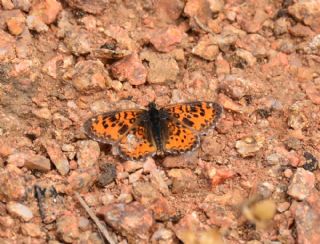 Gzel parhan (Melitaea syriaca)