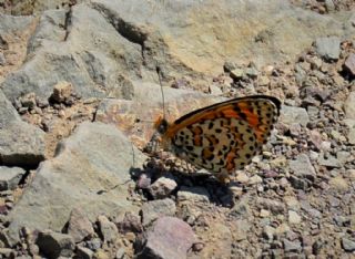 Gzel parhan (Melitaea trivia)