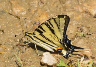 Erik Krlangkuyruk (Iphiclides podalirius)