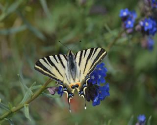 Erik Krlangkuyruk (Iphiclides podalirius)