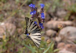 Erik Krlangkuyruk (Iphiclides podalirius)