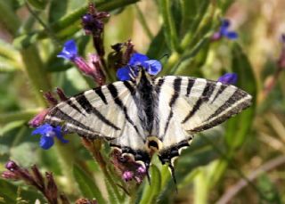 Erik Krlangkuyruk (Iphiclides podalirius)