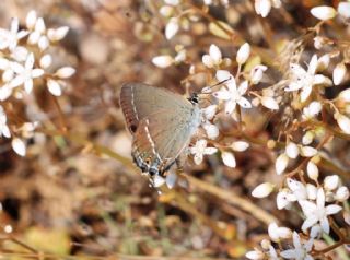 Sevbeni (Satyrium abdominalis)