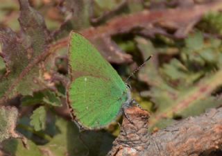 Zmrt (Callophrys rubi)