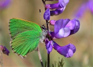 Zmrt (Callophrys rubi)