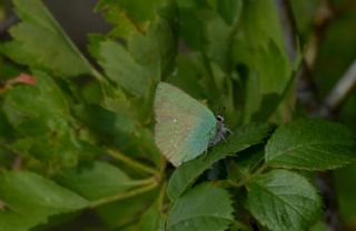 Zmrt (Callophrys rubi)