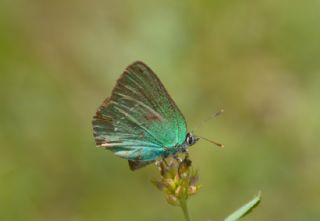 Zmrt (Callophrys rubi)