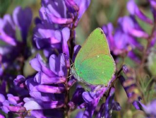 Zmrt (Callophrys rubi)