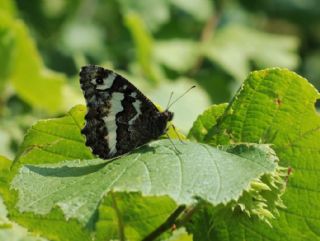 Kara Murat (Brintesia  circe)