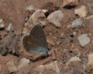 okgzl Meneke Mavisi (Polyommatus thersites)