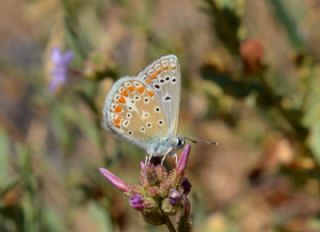 okgzl Meneke Mavisi (Polyommatus thersites)