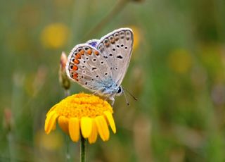 okgzl Mavi (Polyommatus icarus)