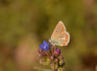 okgzl Meneke Mavisi (Polyommatus thersites)