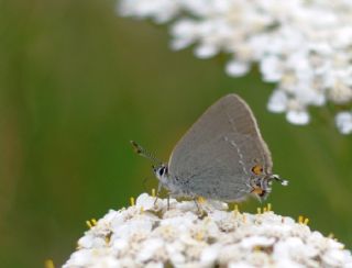 Minik Sevbeni (Satyrium acaciae)