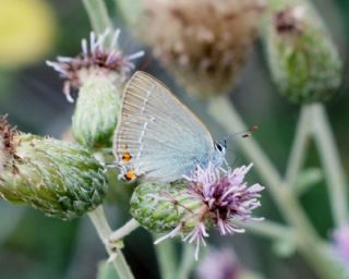 Minik Sevbeni (Satyrium acaciae)