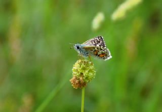 Sar Bandl Zpzp (Pyrgus sidae)