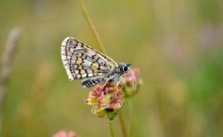 Sarbandl Zpzp (Pyrgus sidae)