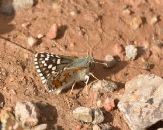 Sar Bandl Zpzp (Pyrgus sidae)