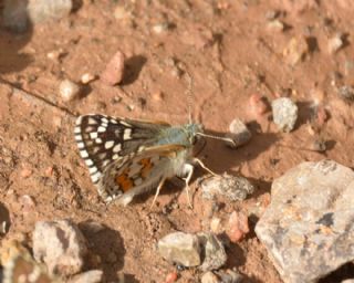 Sarbandl Zpzp (Pyrgus sidae)